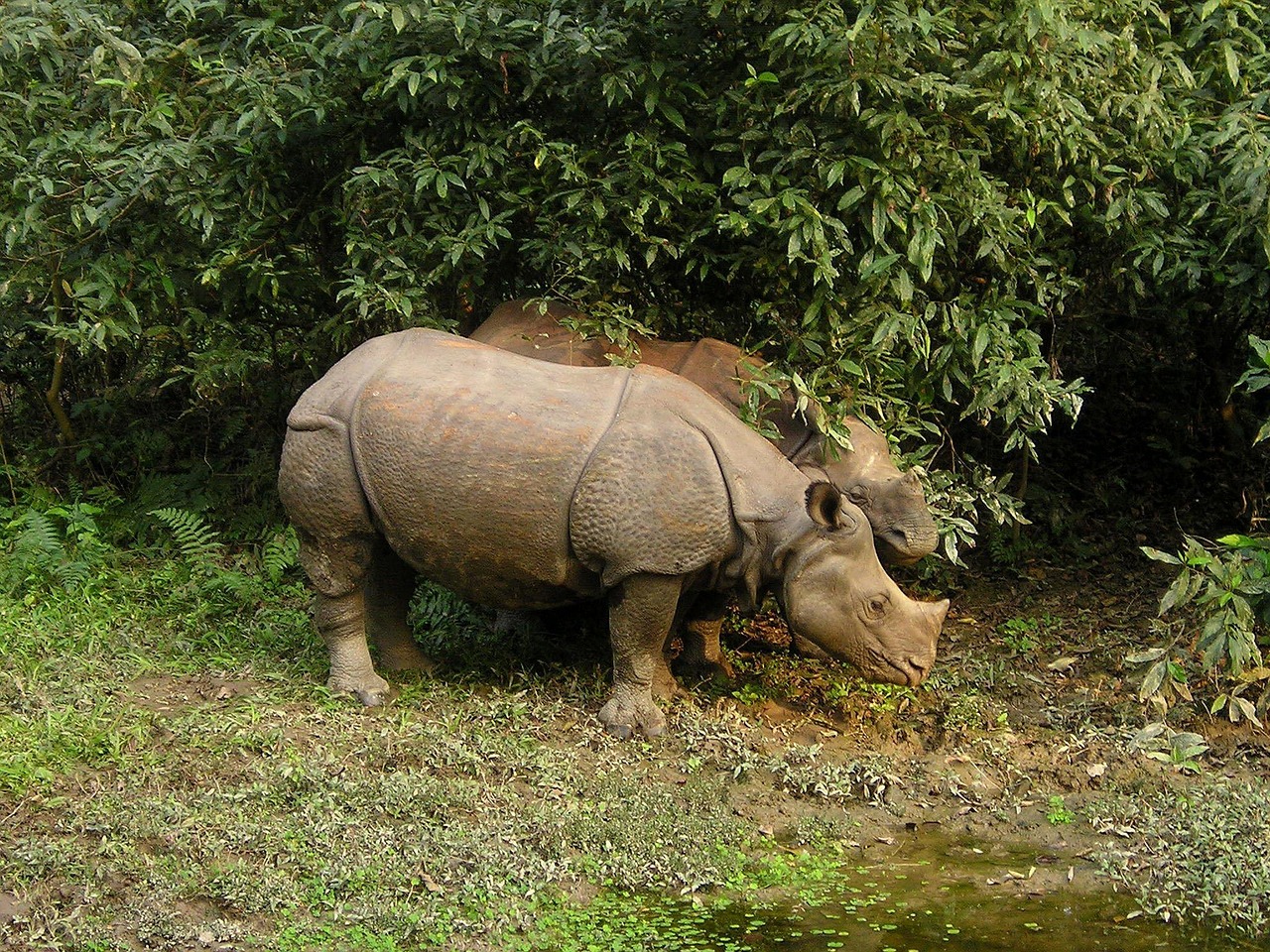 rhinos, rhino, nepal, national park, chitwan, nepal, chitwan, chitwan, chitwan, chitwan, chitwan